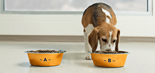 Why Is P Value Important In Palatability Assessments AFB International